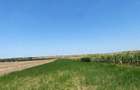 Teren de 36000 mp, în Dumbrava - 1