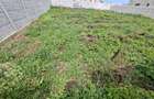 Loc de casa - Teren bals - 1