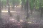 Padure zona Nadas-Minisel - 1