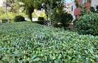 Apartament 2 Camere | 2 Balcoane | 50 MP | Etaj 3/4 | Intre Lacuri - 15