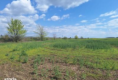 Teren de 32486 mp, în Bărcănești - 10