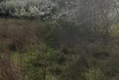 Teren de 9979 mp, în Rediu (Răuseni) - 2