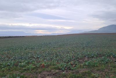 Teren agricol extravilan de 48100 mp, în Hălchiu - 3