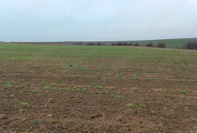 Teren de 558 mp, în Livada de Bihor - 2