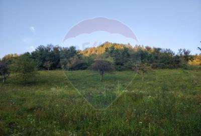 Teren Construcții intravilan de 2339 mp, în Bârsana - 4