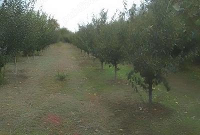 Teren de 4700 mp, în Gologanu