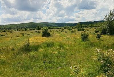 Teren de 1500 mp, în Merișani - 8