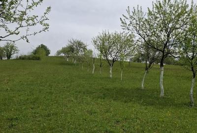 Teren de 7000 mp, în Rona de Jos - 5
