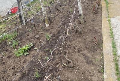 Casă cu 4 camere în Boldești - 2
