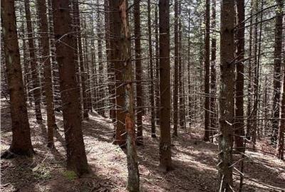 Teren agricol intravilan de 1400 mp, în Păltiniș - 5