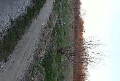 Teren de 3200 mp, în Cocu - 2