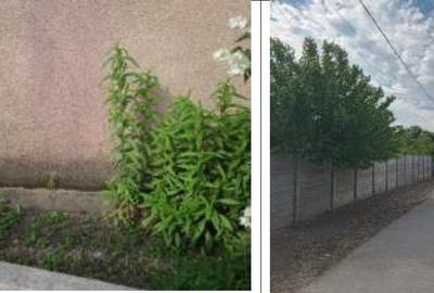 Casă cu 4 camere cu Teren 1269 Mp în Saelele