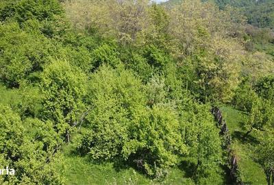 Teren de 1070 mp, în Berevoești - 6