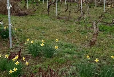 Casă cu 3 camere în Mircea Vodă - 9