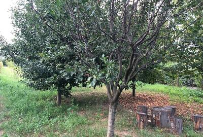 Casă cu 3 camere cu Teren 1200 Mp în Șimian - 1