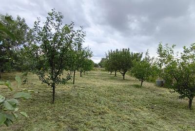 Casă cu 4 camere cu Teren 2424 Mp în Coteana - 2