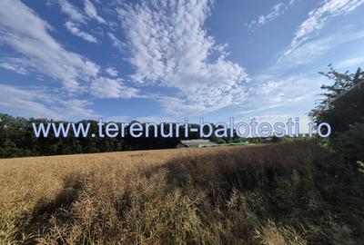 Teren ieftin la liziera padurii Balotesti, 350mp - 17