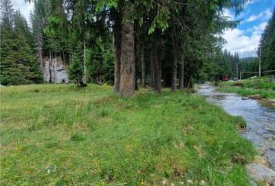 Teren de 6000 mp, în Dobrești - 12