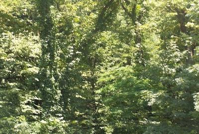 Teren Intravilan ,Padurea Baneasa , Voluntari - 3