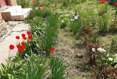 Casă cu 4 camere cu Teren 3120 Mp în Bogata - 1