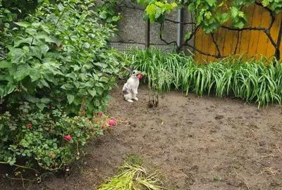 Casă cu 5 camere cu Teren 780 Mp în Gării - 9