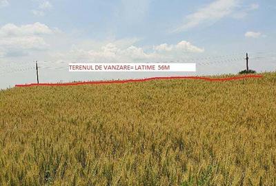 Teren de 5900 mp, în Curcani - 5