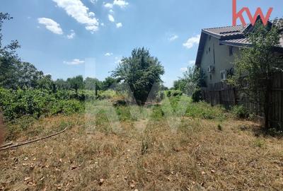 Vatra de casa si plantatie de vita de vie - 2