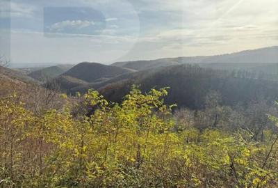 Teren extravilan impadurit, 20424 mp ideal pentru investitie - 1