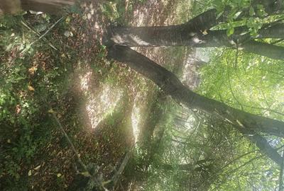 Teren de 1813 mp, în Mihăești - 8