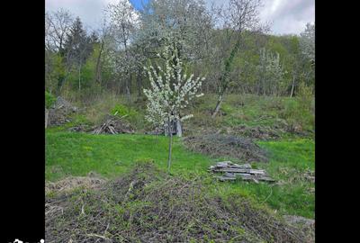 Teren de 3000 mp, în Certeju de Sus - 8