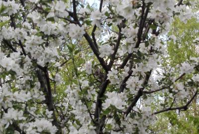 Teren de 31500 mp, în Perieni - 2