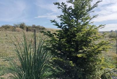 Spațiu comercial, în Feiurdeni - 8