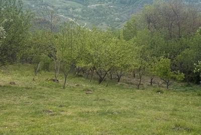 Teren de 4000 mp, în Predeal - 5