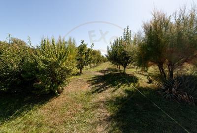 Casa visurilor cu livada roditoare si gradina amenajata Darmanesti-Arges Casa visurilor cu livada roditoare si gradina amenajata Darmanesti-Arges - 5