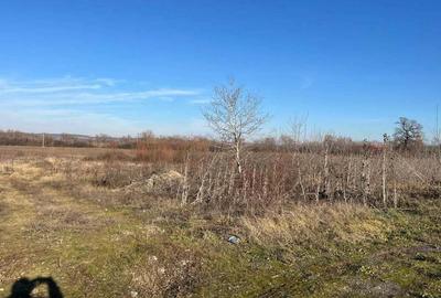 Teren intravilan, Sacadat, 27 921 mp. 9,5 Euro/mp. Comision 0. - 3