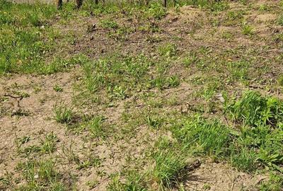 Teren de 1536 mp, în Ceuaș - 4