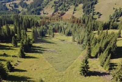 Teren de 24581 mp, în Panaci - 3