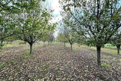 Teren de 2902 mp, în Dămienești - 6