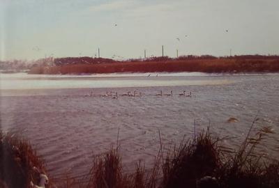Teren Vânzare Mogosoaia, 1000 mp, Deschidere directă la lac 65 metri,245 Euro/mp - 1