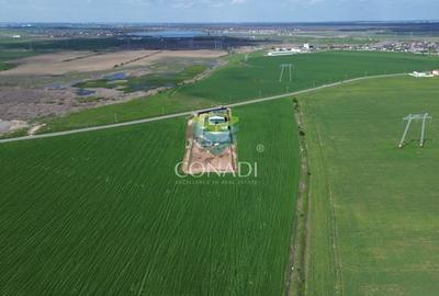 Teren pretabil pentru industrial - Cernica - 1 Ha - 3