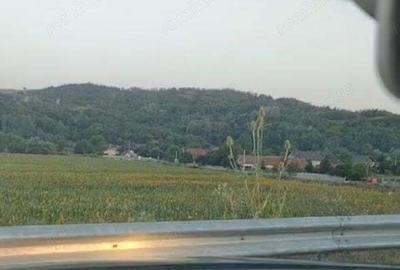 Teren de 500000 mp, în Borăscu - 7