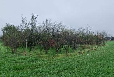 🏡 Teren de vânzare – Ciorogârla, Ilfov - 2