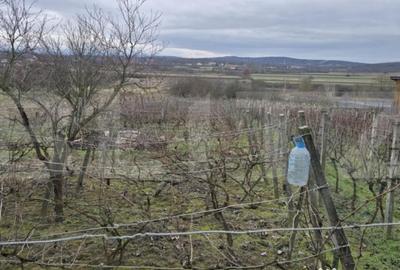 Teren de 1996 mp, în Viile Satu Mare - 9