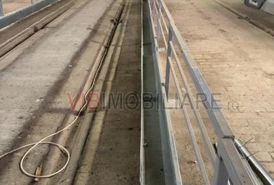 Ferma complet utilată – 30 ha teren comasat cu 11.500mp grajduri renovate Timiș - 12