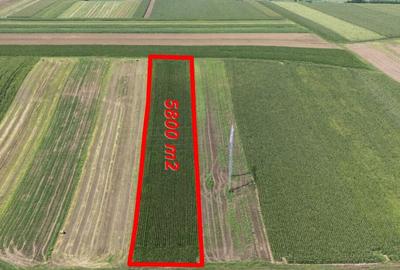 Teren agricol 5800mp - 4