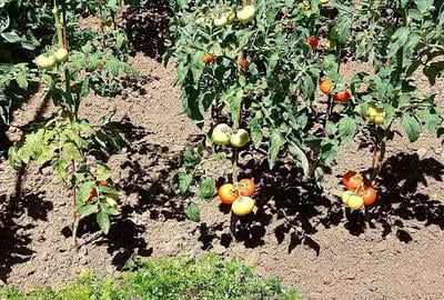 Casă cu Teren 318 Mp în Central