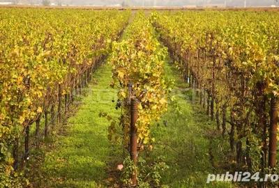 Teren de 3000 mp, în Mărunțiș