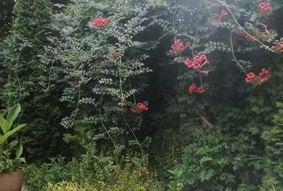 Inchiriez camera spa?ioasa in interiorul unei case la curte Bucure?tii Noi - 5