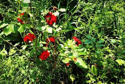 Casa Breaza 215mp,teren 2055mp,priveliste frumoasa , zona de deal fara poluare Casa Breaza 215mp,teren 2055mp,priveliste frumoasa , zona de deal fara poluare - 13