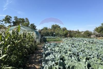 Casa de vanzare Fierbinti-Targ - 12